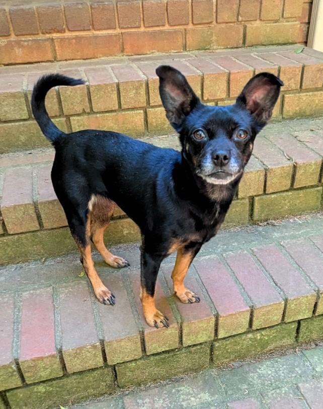 Clementine, a ADOPTABLE mixed breed in Milner, GA image 2/2