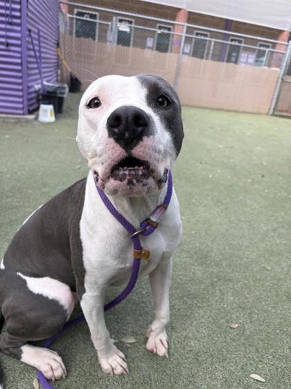 Enlarge Mia, a Adoptable mixed breed in El Paso, TX image 1/5