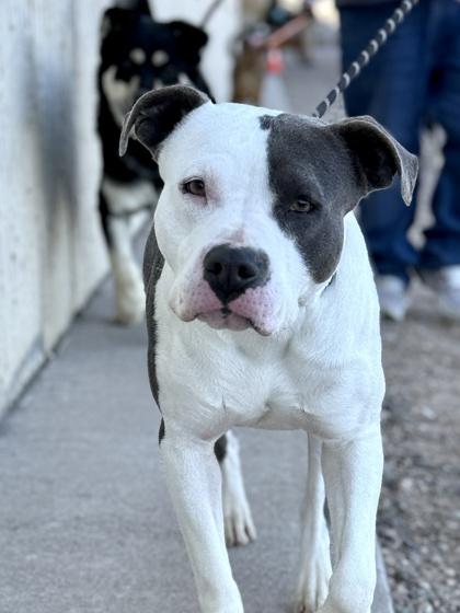 Enlarge Mia, a Adoptable mixed breed in El Paso, TX image 2/5