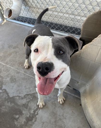 Enlarge Mia, a Adoptable mixed breed in El Paso, TX image 4/5