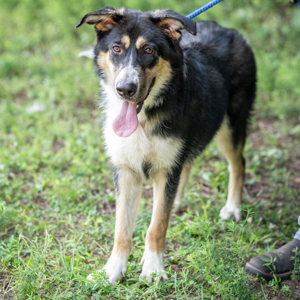 Enlarge THELMA-29942, a Adoptable mixed breed in Bartlett, TN image 2/2