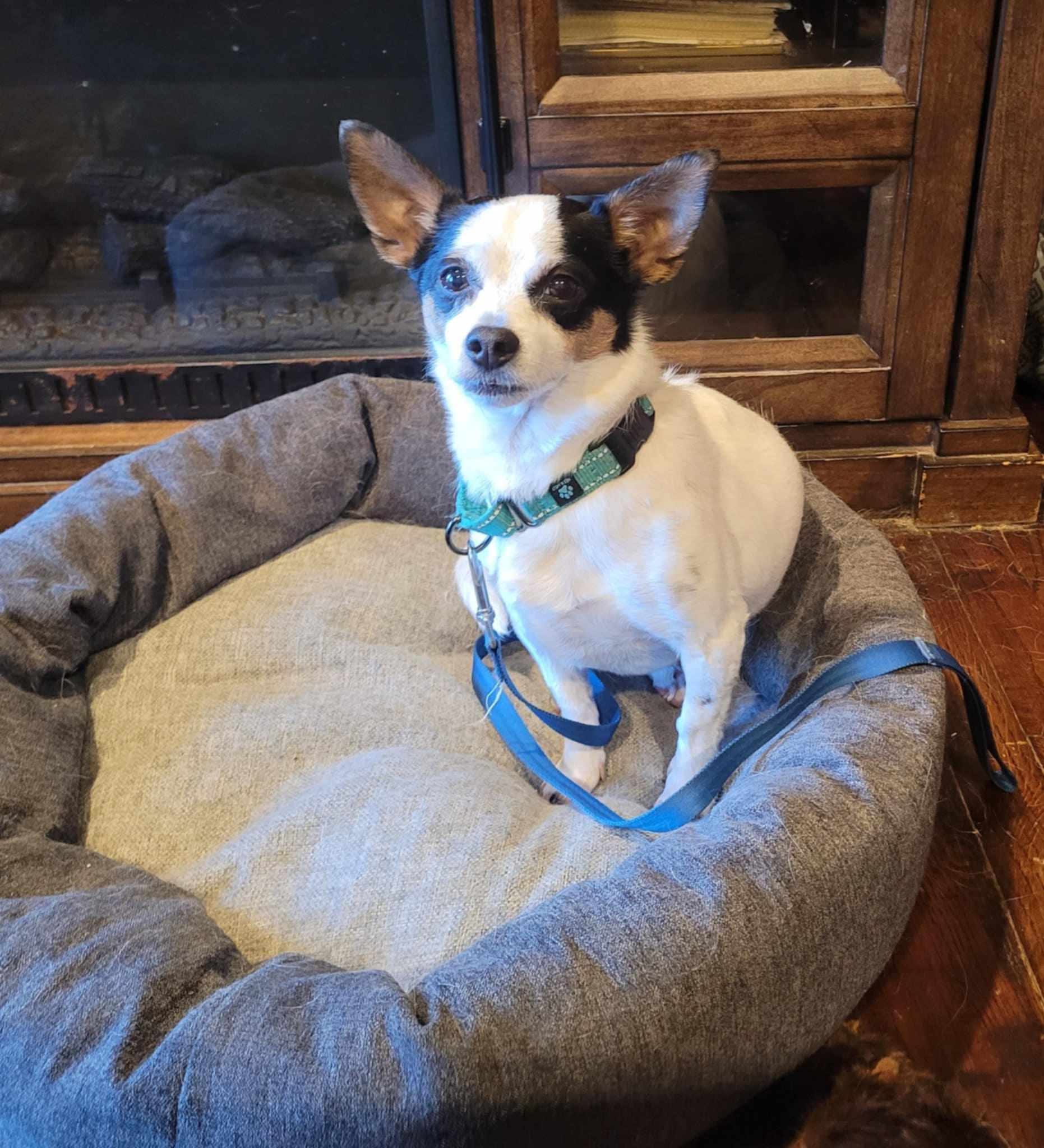 Enlarge Blossom (Please read my description thoroughly I am in a holistic rescue), a Adoptable mixed breed in Warren, MI image 1/3