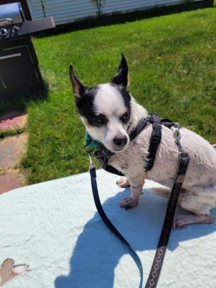 Enlarge Blossom (Please read my description thoroughly I am in a holistic rescue), a Adoptable mixed breed in Warren, MI image 2/3