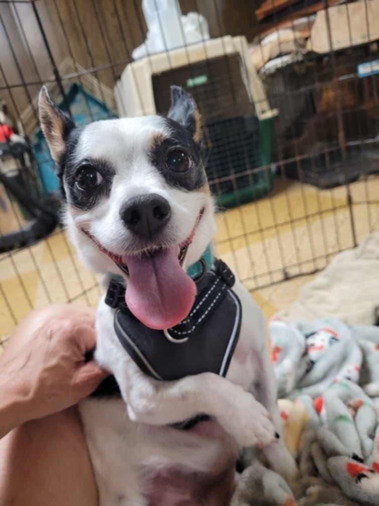 Enlarge Blossom (Please read my description thoroughly I am in a holistic rescue), a Adoptable mixed breed in Warren, MI image 3/3