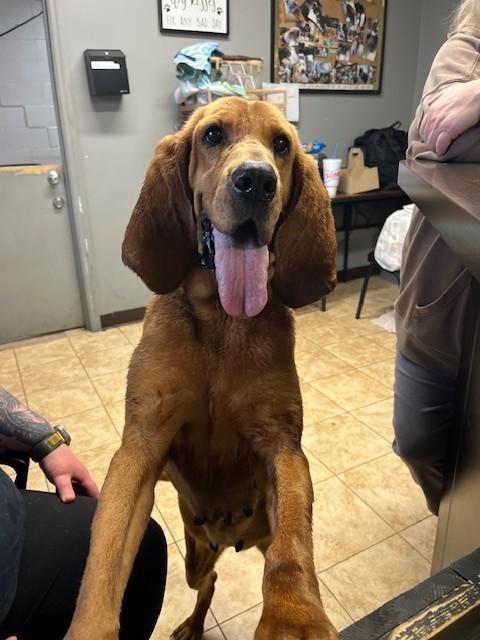 Enlarge Sophie, a ADOPTABLE Bloodhound in Dallas, TX image 1/1