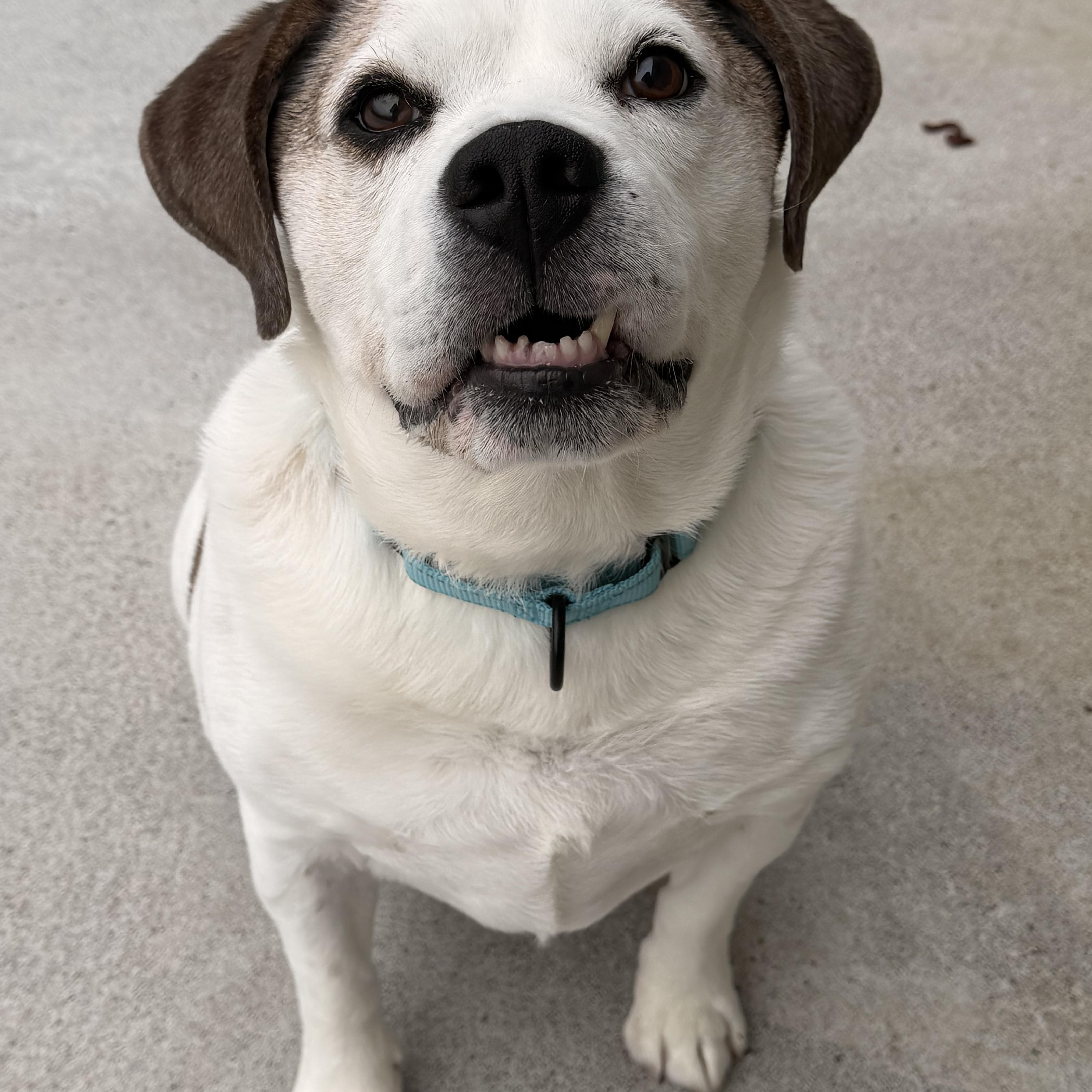 Jack, ADOPTABLE, Senior Male Beagle.