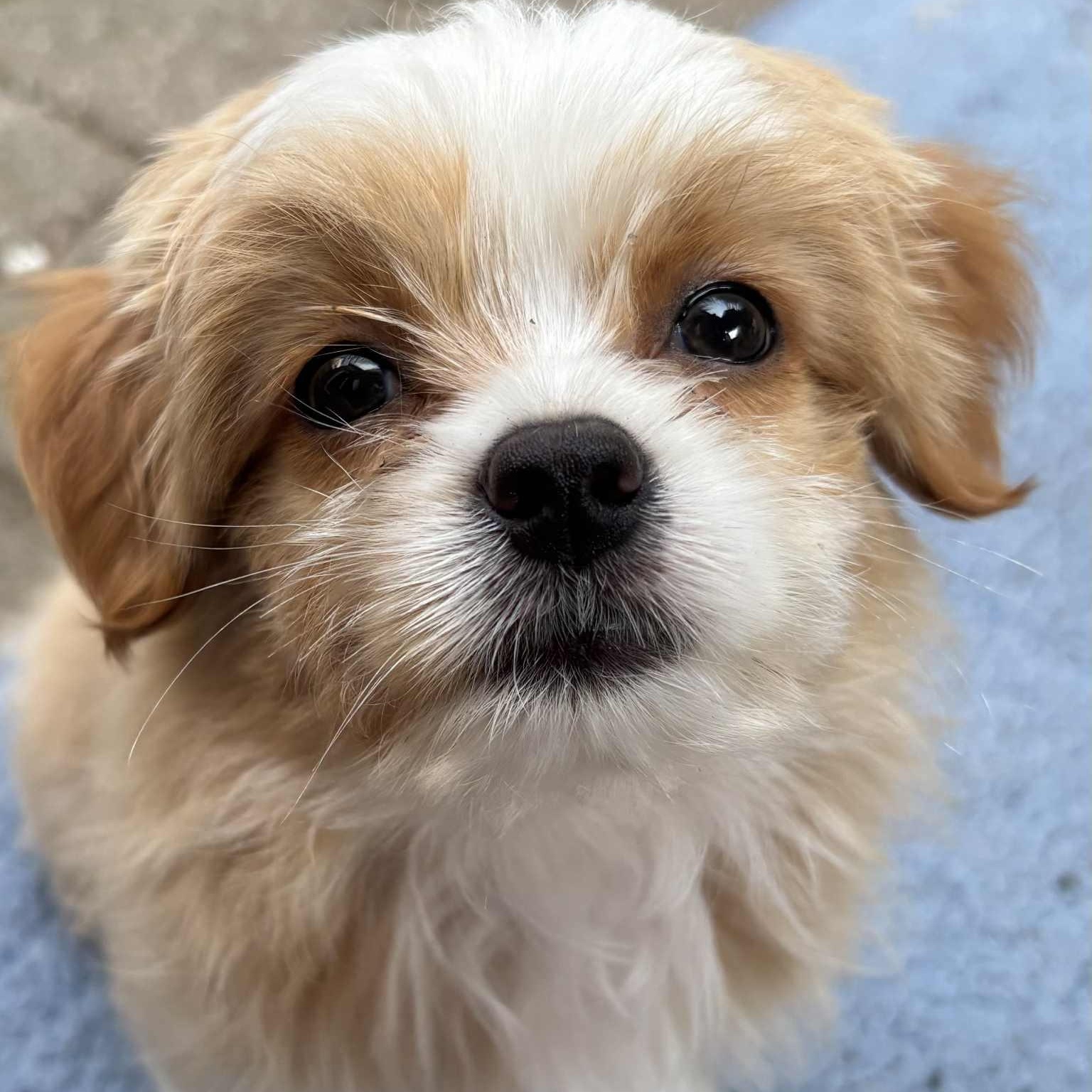 Enlarge Brayden: Male Shih Tzu/Chihuahua mix DOB June 2, 2025, a Adopted mixed breed in ST JACOBS, ON image 1/6