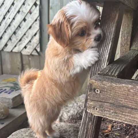 Enlarge Brayden: Male Shih Tzu/Chihuahua mix DOB June 2, 2025, a Adopted mixed breed in ST JACOBS, ON image 5/6