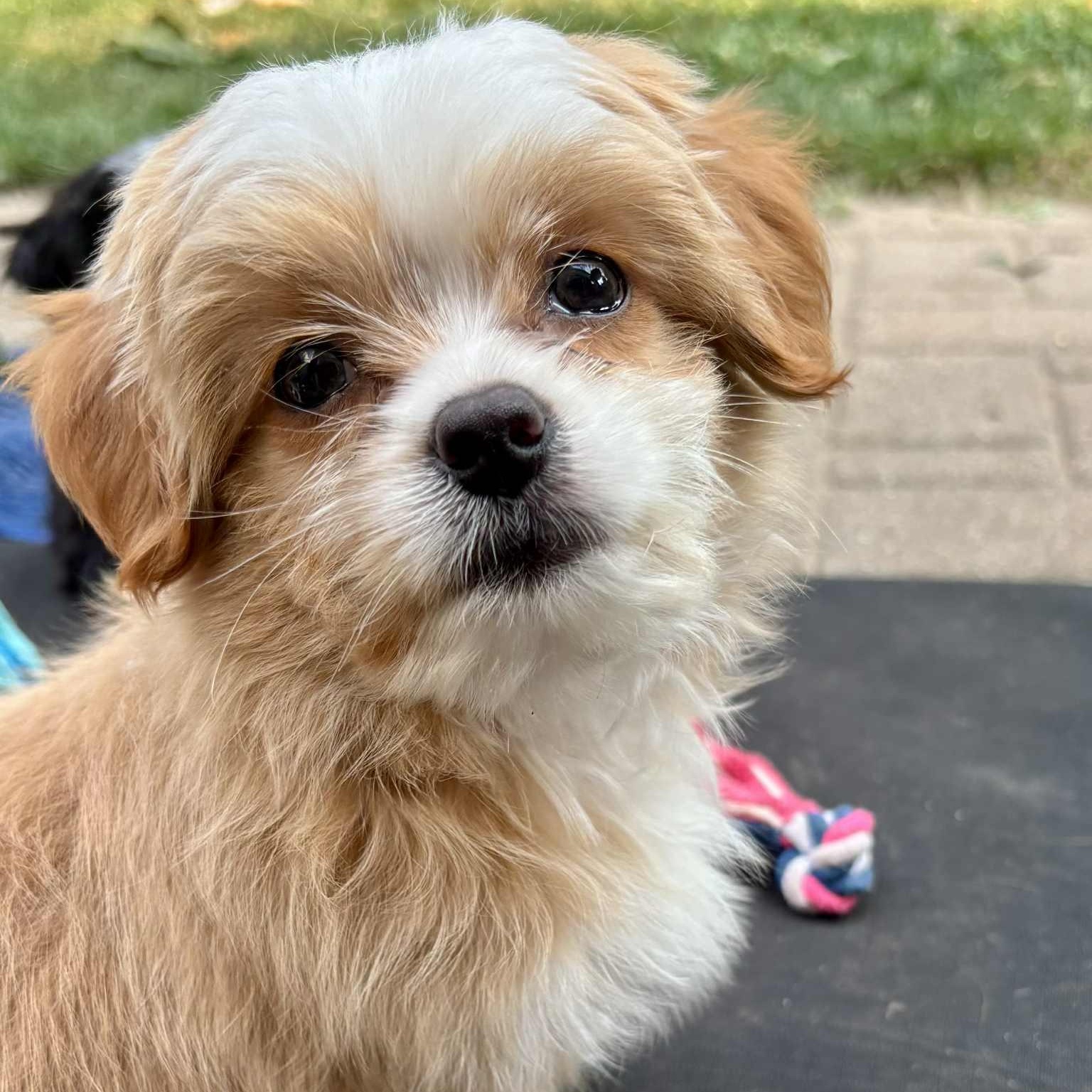 Enlarge Brayden: Male Shih Tzu/Chihuahua mix DOB June 2, 2025, a Adopted mixed breed in ST JACOBS, ON image 3/6