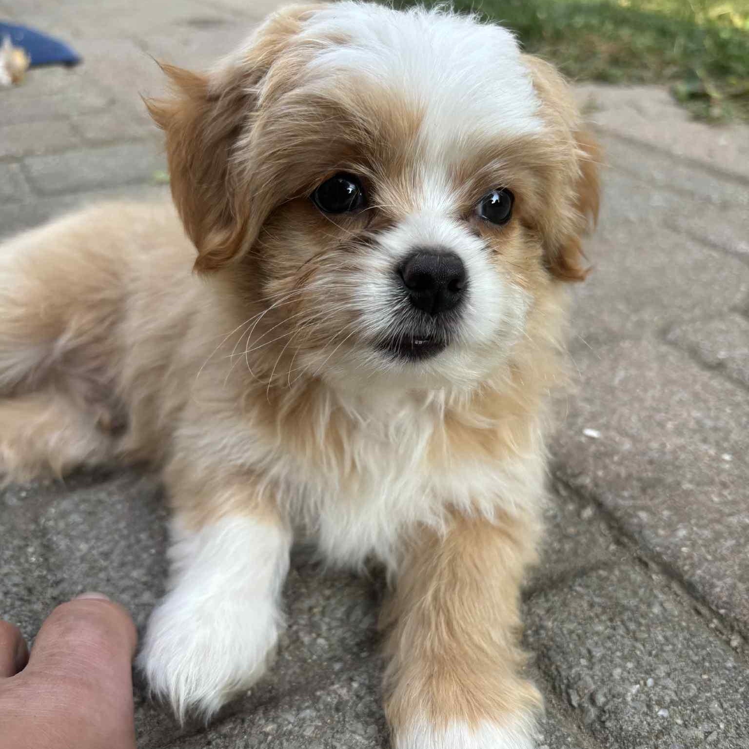 Enlarge Brayden: Male Shih Tzu/Chihuahua mix DOB June 2, 2025, a Adopted mixed breed in ST JACOBS, ON image 2/6