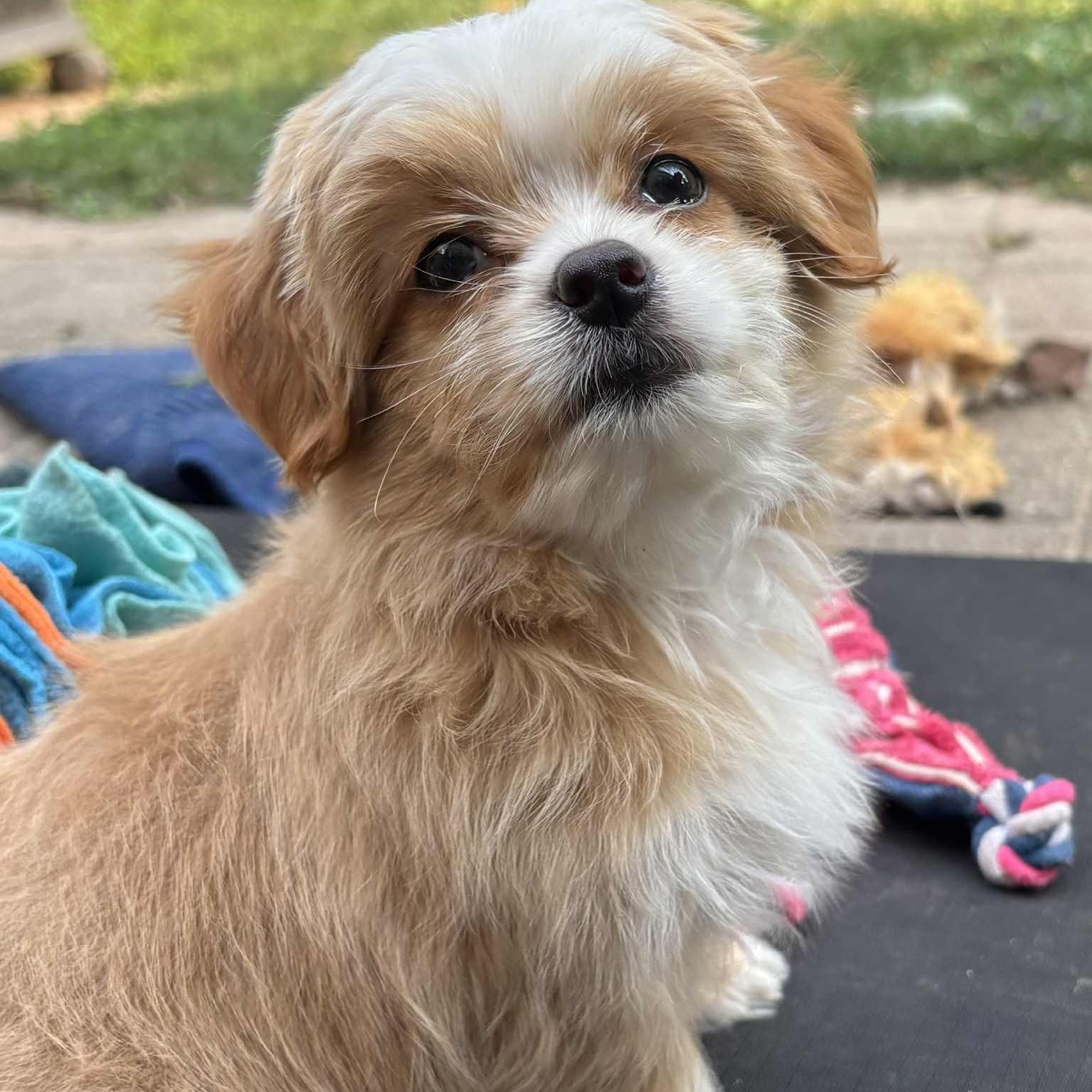 Enlarge Brayden: Male Shih Tzu/Chihuahua mix DOB June 2, 2025, a Adopted mixed breed in ST JACOBS, ON image 4/6