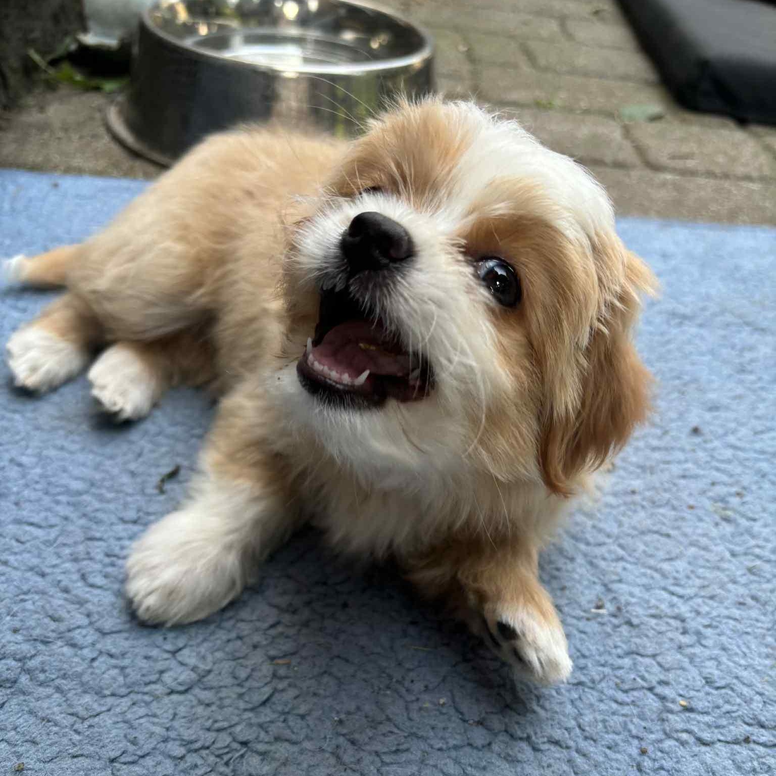 Enlarge Brayden: Male Shih Tzu/Chihuahua mix DOB June 2, 2025, a Adopted mixed breed in ST JACOBS, ON image 6/6