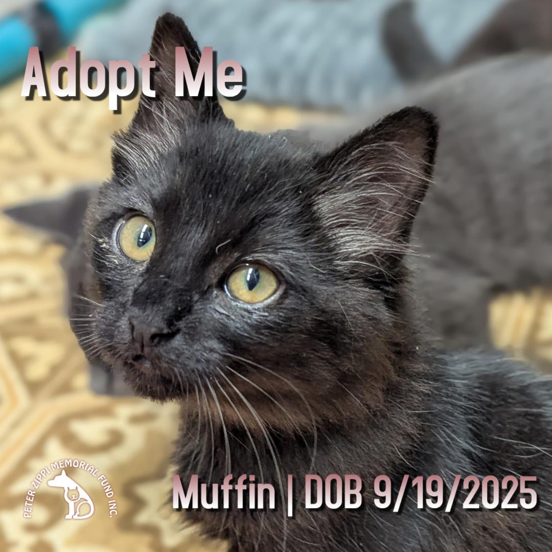 Muffin, Adoptable, Kitten Female Domestic Medium Hair & American Shorthair.
