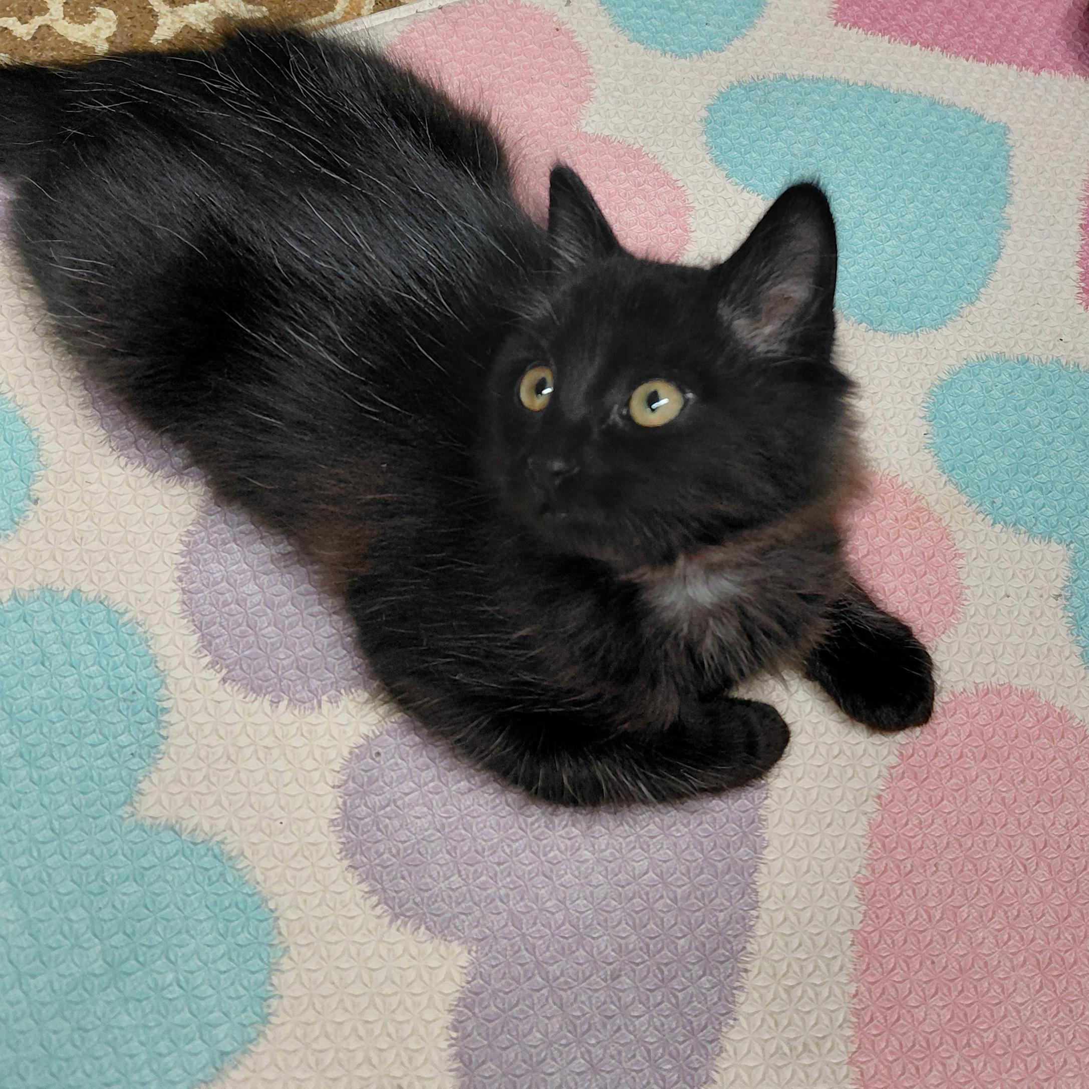 Enlarge Muffin, a Adoptable mixed breed in Hermosa Beach, CA image 2/4