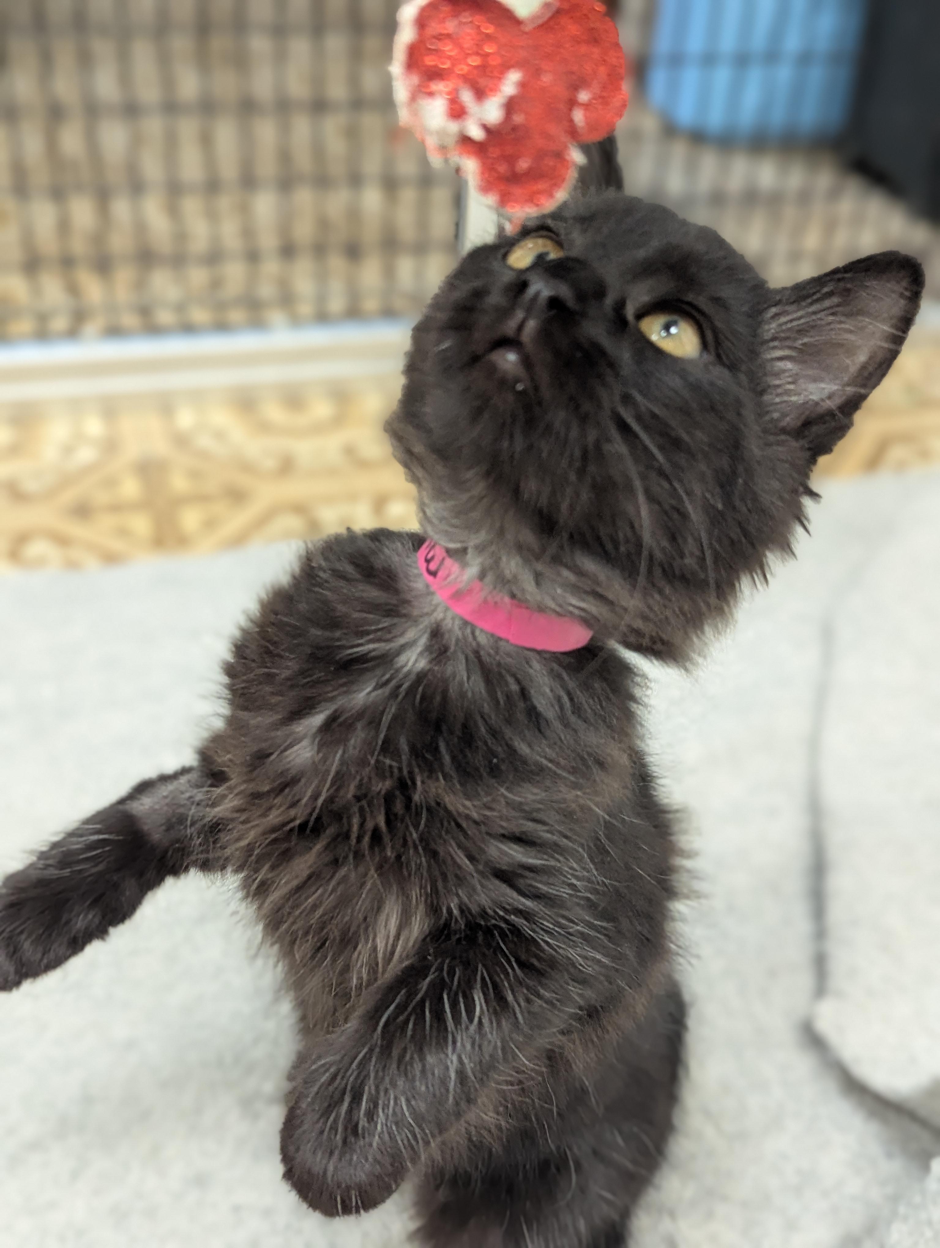 Enlarge Muffin, a Adoptable mixed breed in Hermosa Beach, CA image 3/4