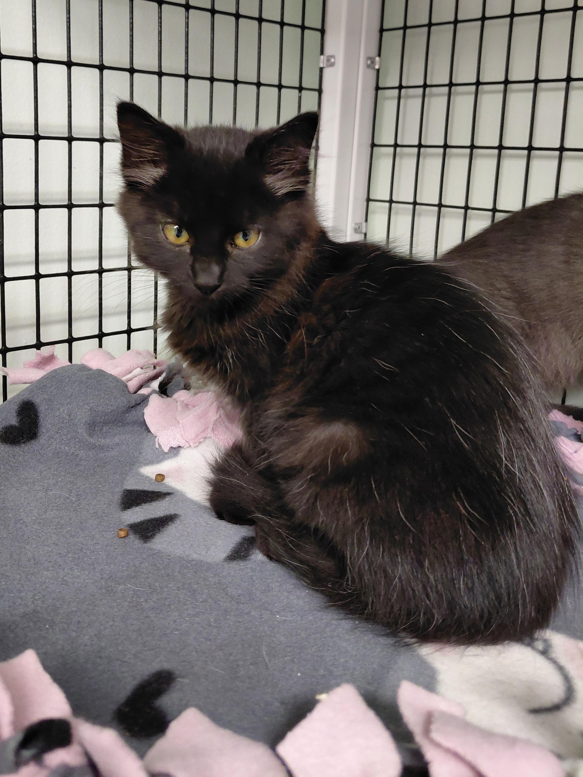 Enlarge Muffin, a Adoptable mixed breed in Hermosa Beach, CA image 4/4