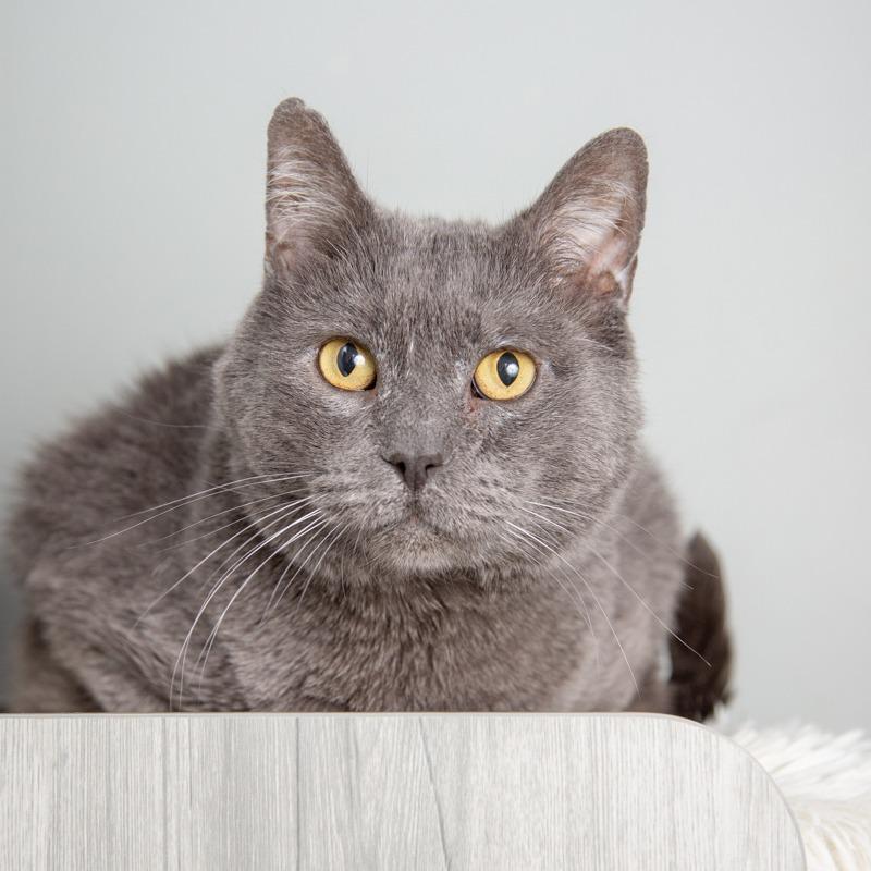 Poe, Adoptable, Adult Male Domestic Short Hair.