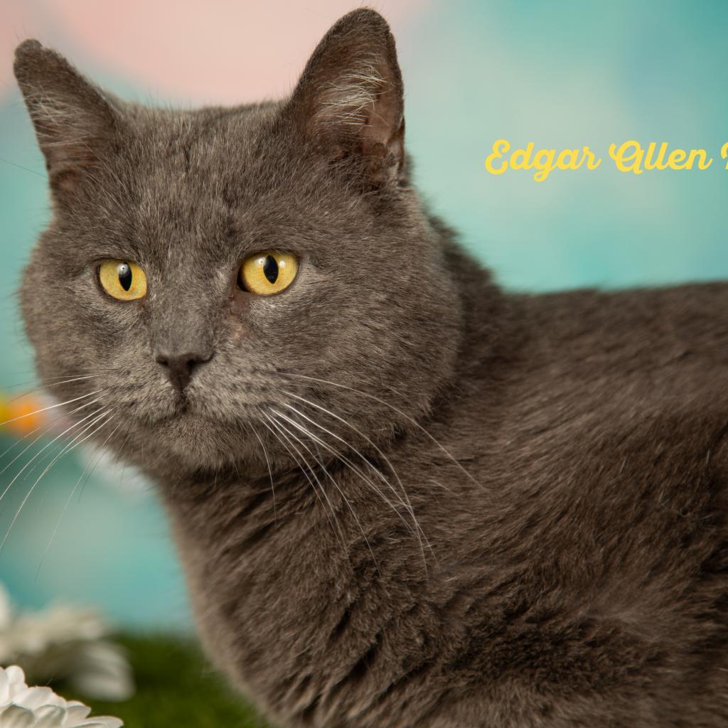 Poe, a Adoptable Domestic Short Hair in Springfield, MO image 1/6