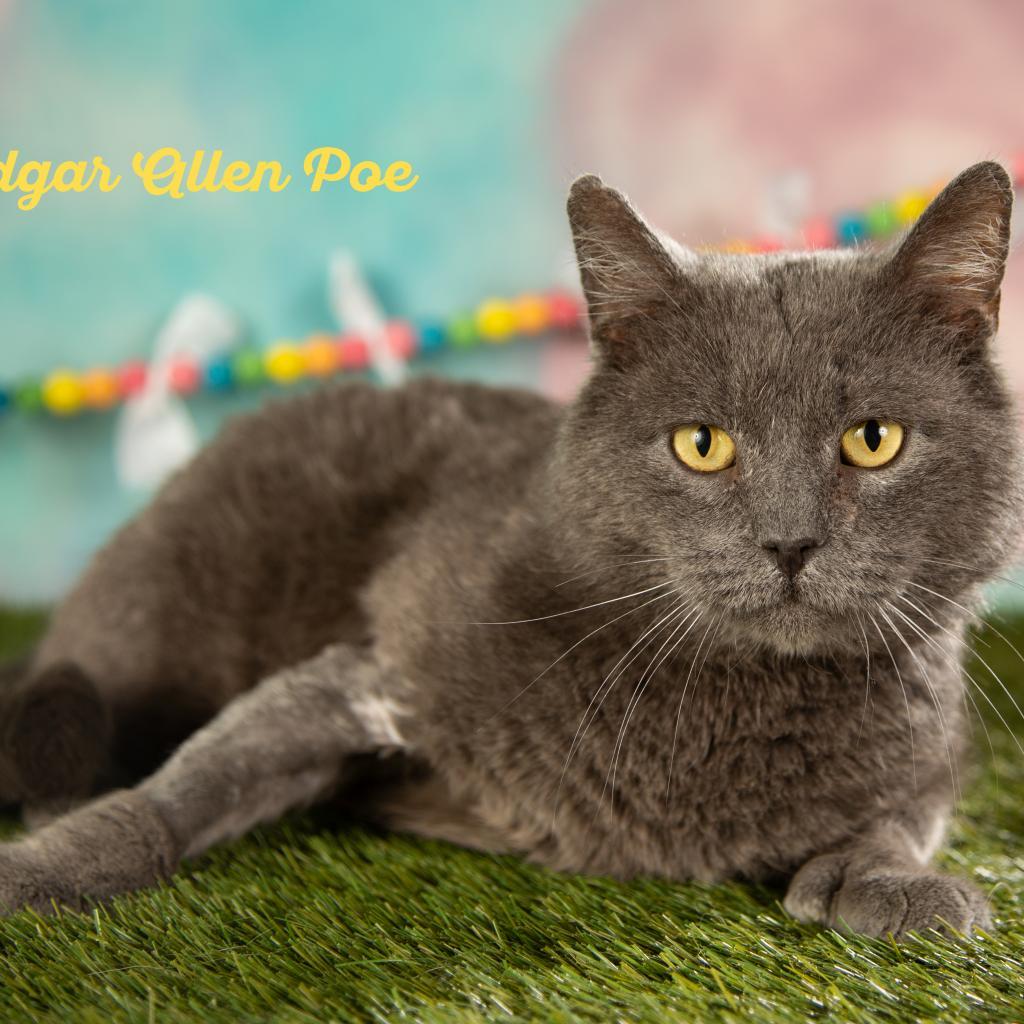 Poe, a Adoptable Domestic Short Hair in Springfield, MO image 2/6