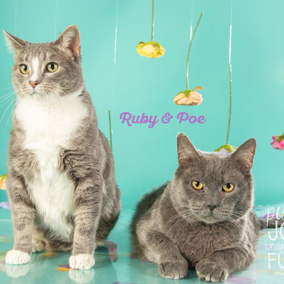 Poe, a Adoptable Domestic Short Hair in Springfield, MO image 4/6