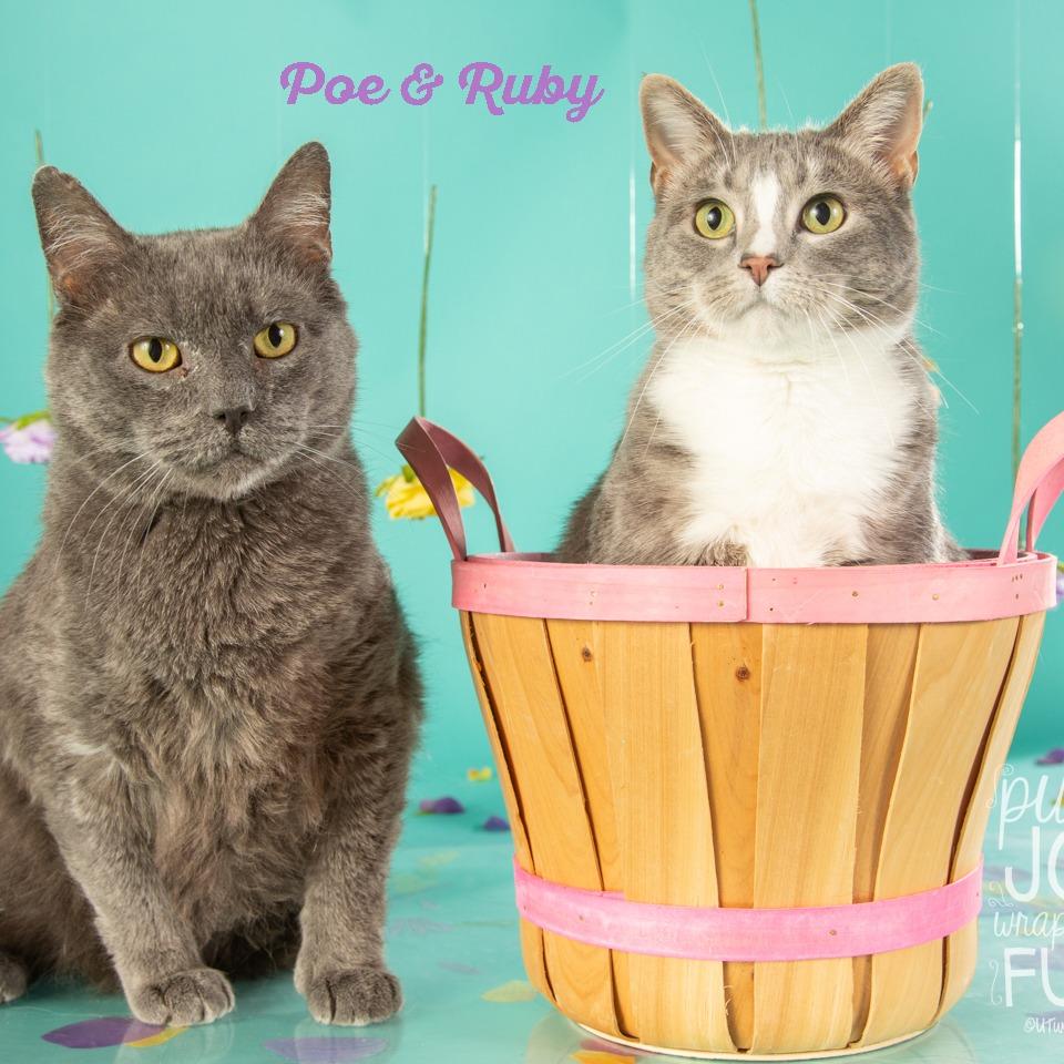 Poe, a Adoptable Domestic Short Hair in Springfield, MO image 5/6