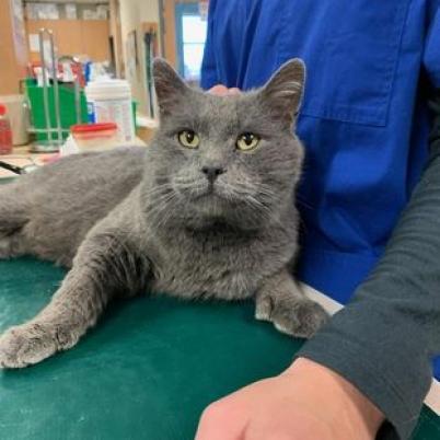 Poe, a Adoptable Domestic Short Hair in Springfield, MO image 6/6