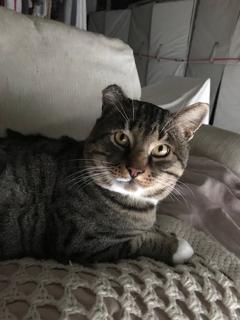 Enlarge O.C., an adopted Domestic Short Hair in Jackson, CA image 1/1