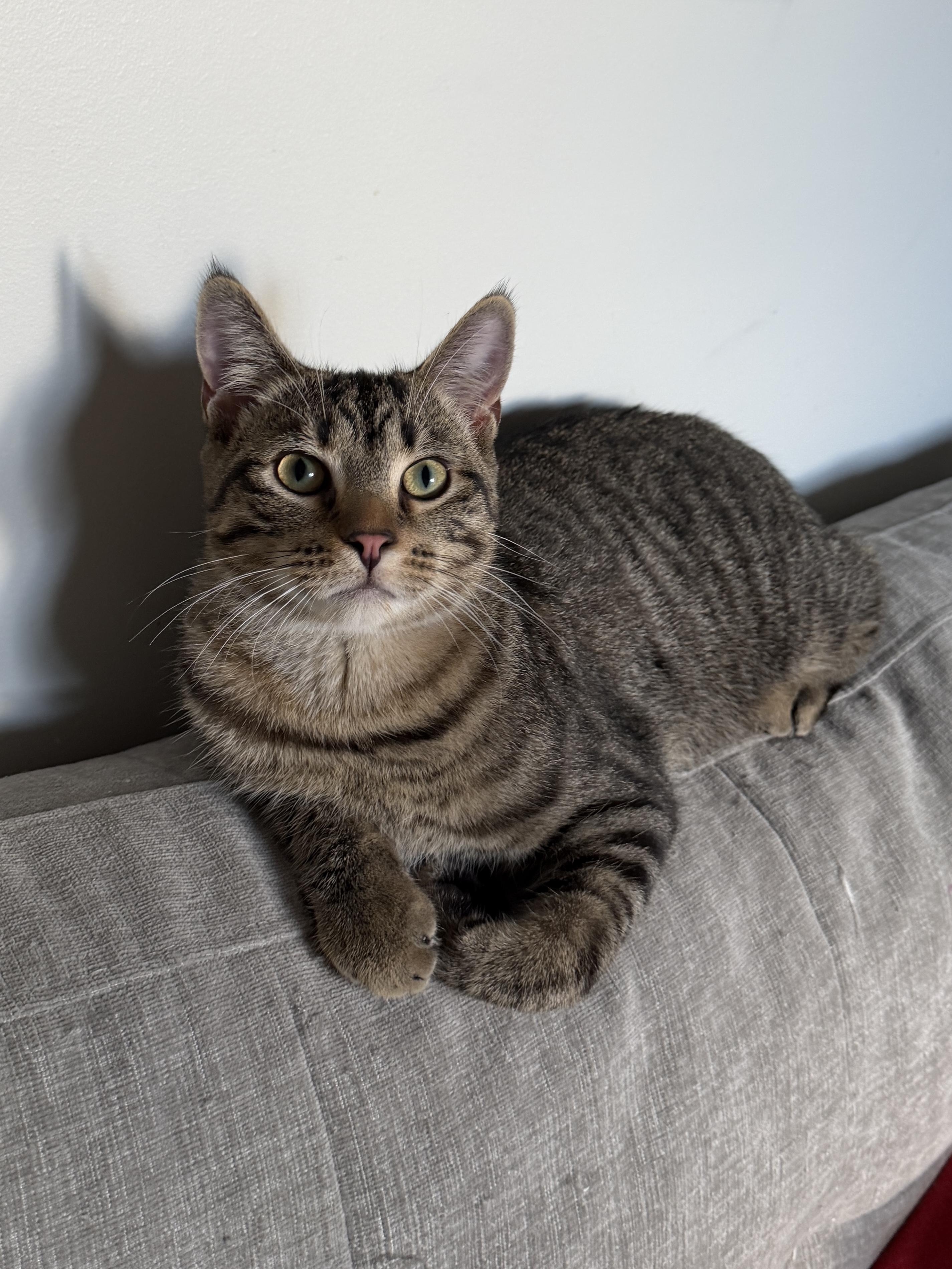 Enlarge Charlie, a Adoptable Domestic Short Hair in South Lyon, MI image 2/2