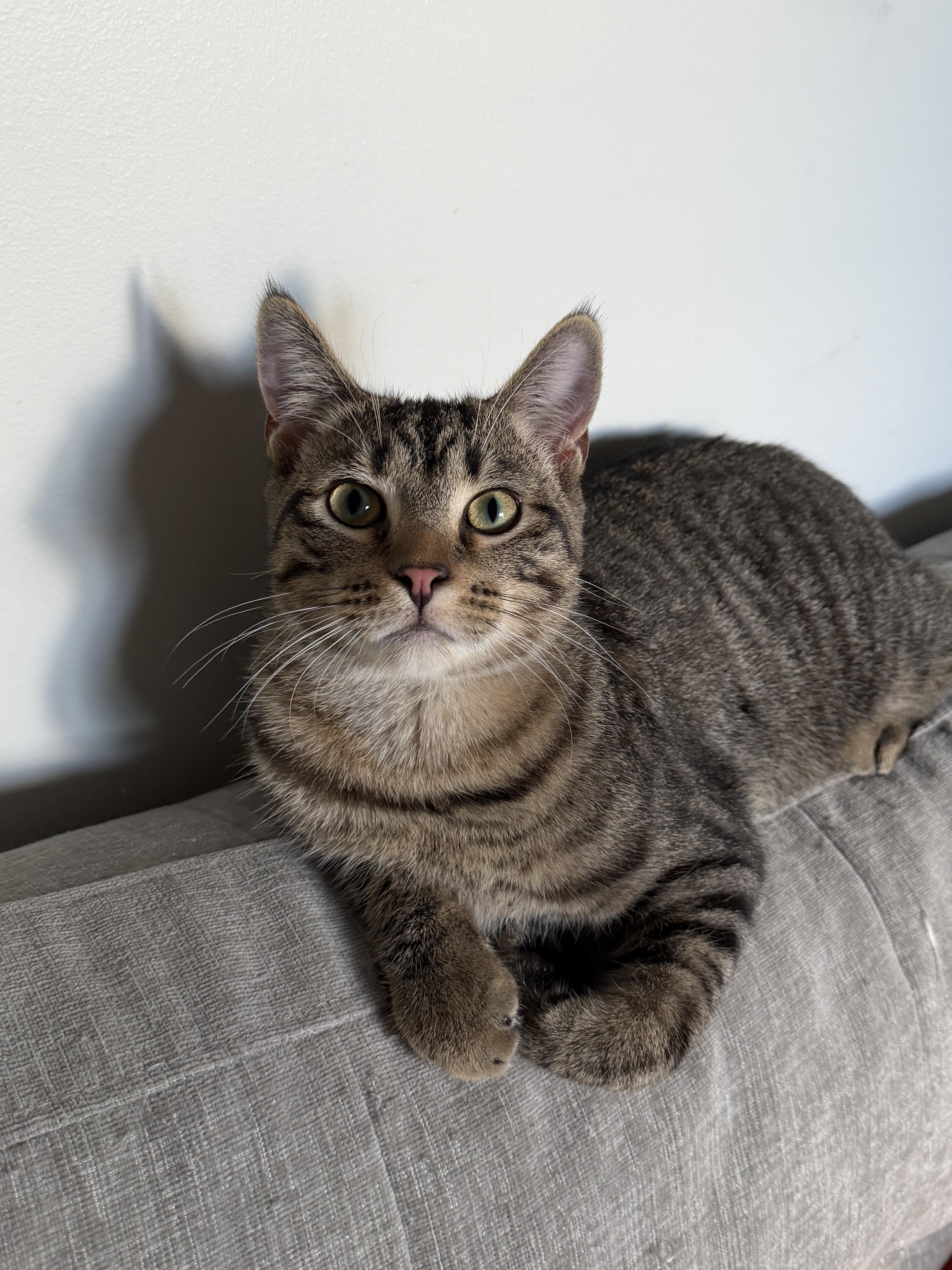 Charlie, Adoptable, Young Male Domestic Short Hair.