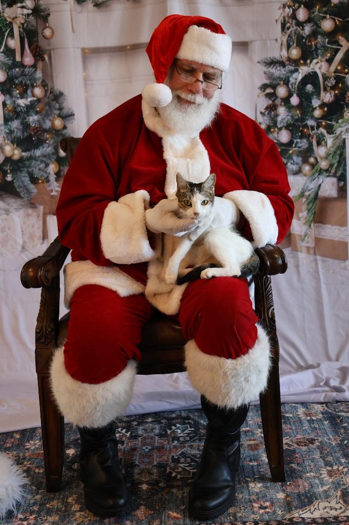 Enlarge EDITH, a Adoptable mixed breed in Athens, AL image 1/4