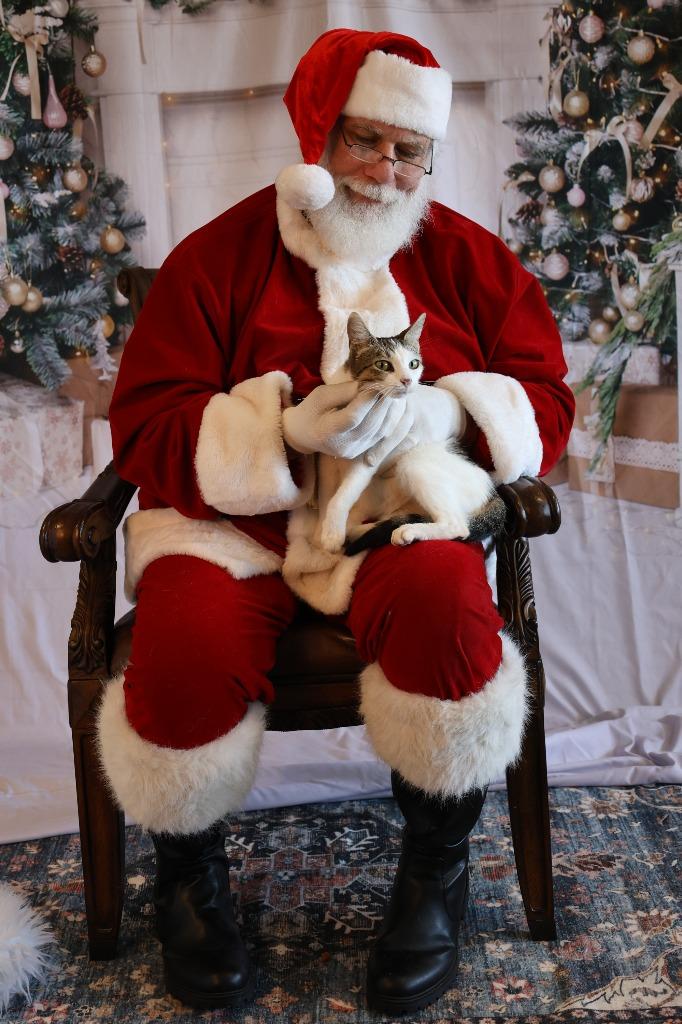 Enlarge EDITH, a Adoptable mixed breed in Athens, AL image 2/4