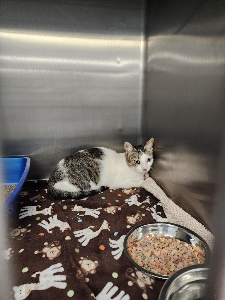 Enlarge EDITH, a Adoptable mixed breed in Athens, AL image 4/4