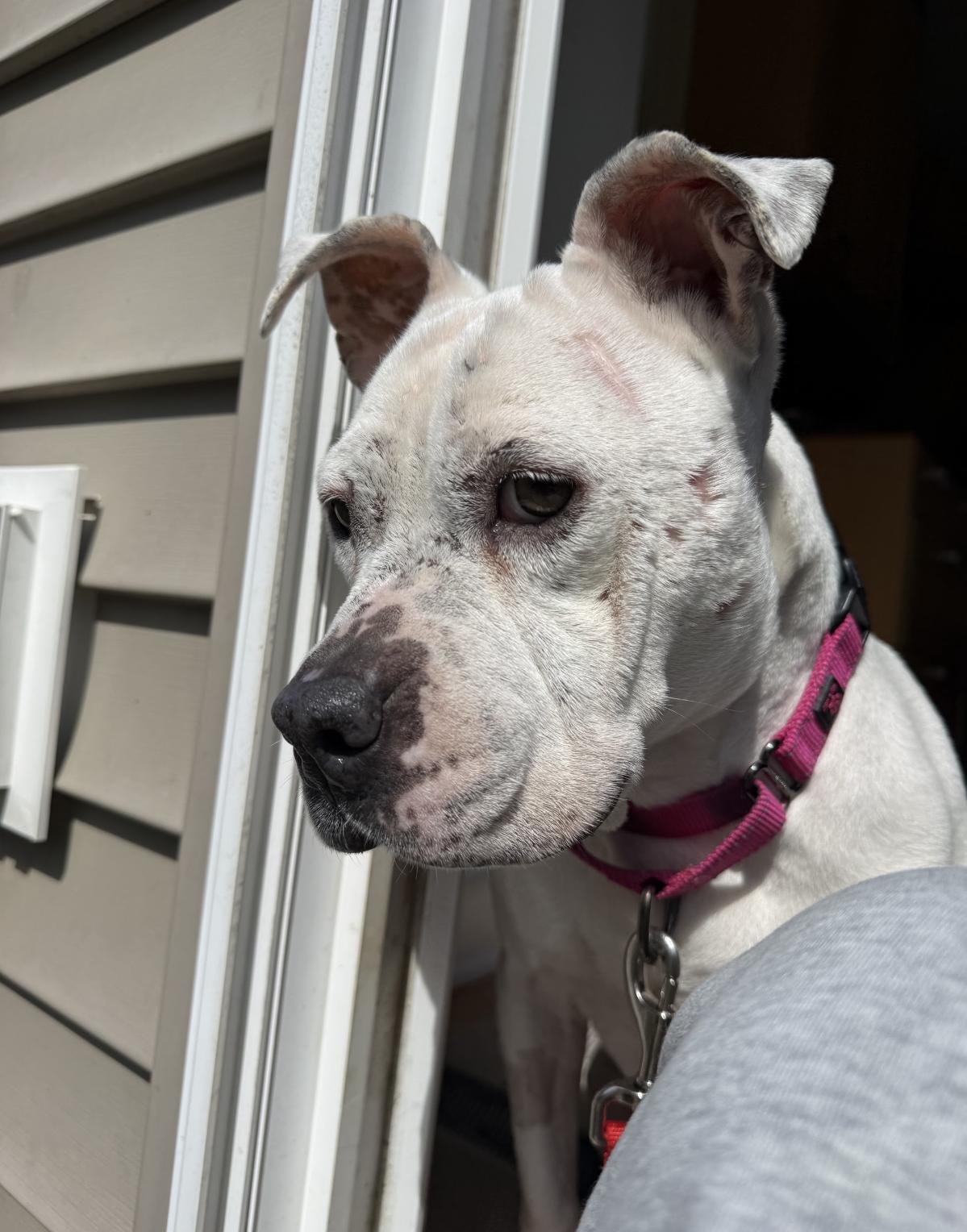 Enlarge Fire, a ADOPTABLE mixed breed in Grafton, OH image 4/4