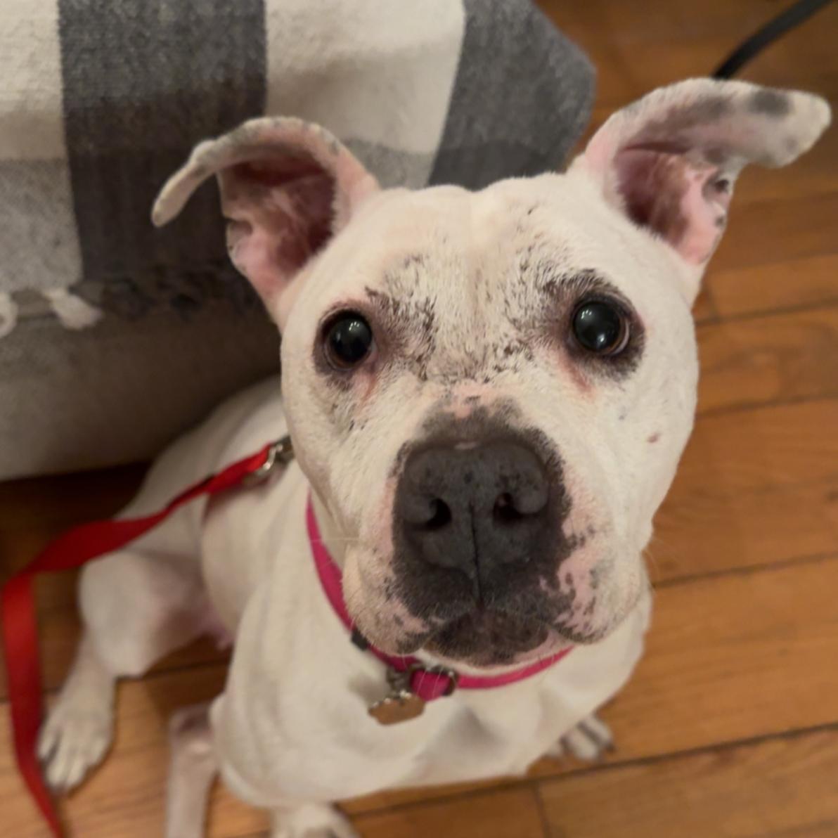 Enlarge Fire, a ADOPTABLE mixed breed in Grafton, OH image 2/4