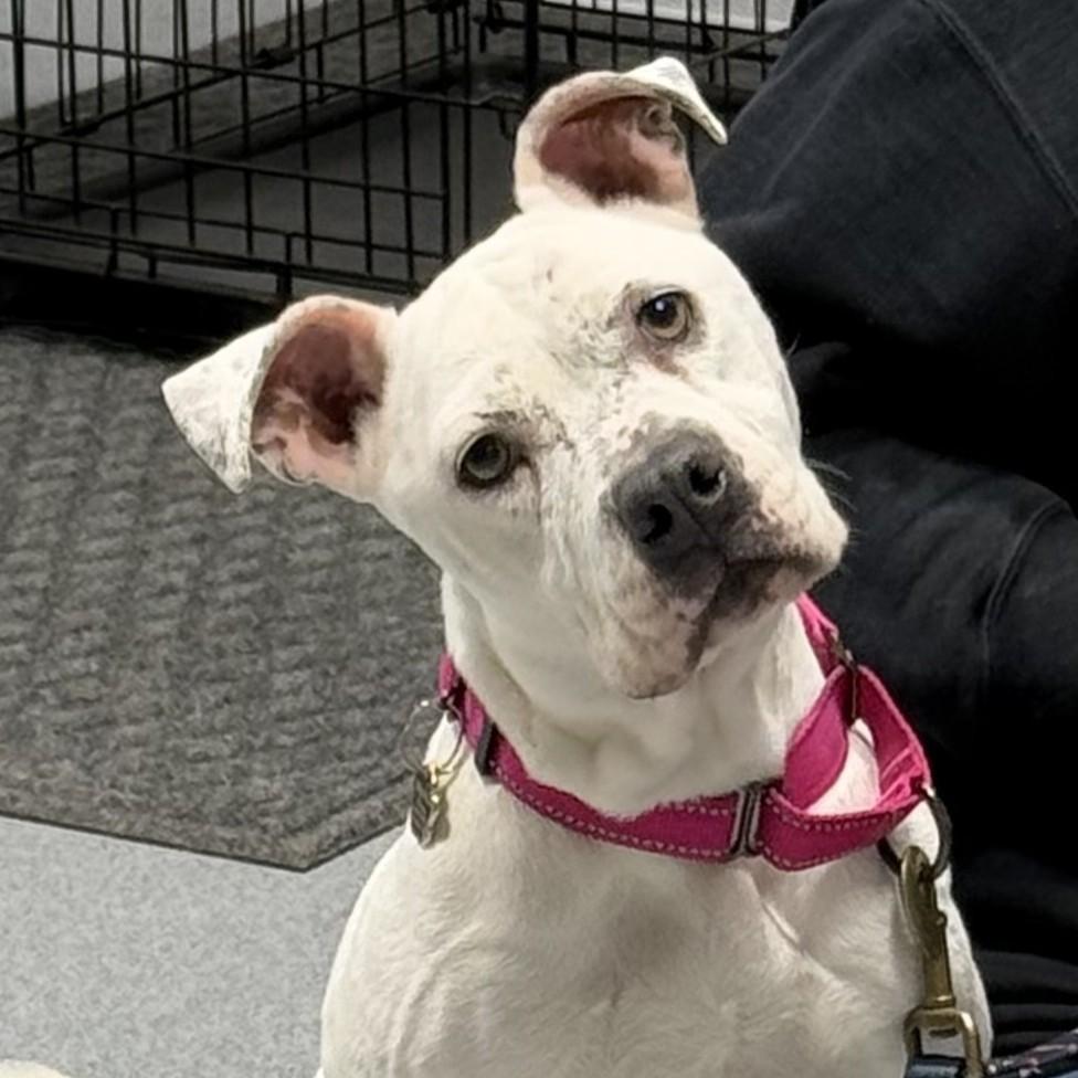 Fire, ADOPTABLE, Young Female Boxer.