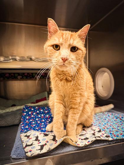 Grinch, ADOPTABLE, Senior Male Domestic Short Hair.