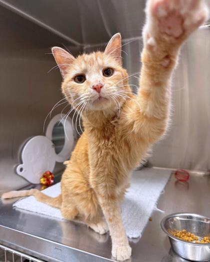 Grinch, a ADOPTABLE Domestic Short Hair in Missoula, MT image 2/2