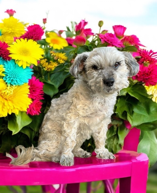 Chi Chi, a Adoptable mixed breed in Rancho Palos Verdes, CA image 2/6