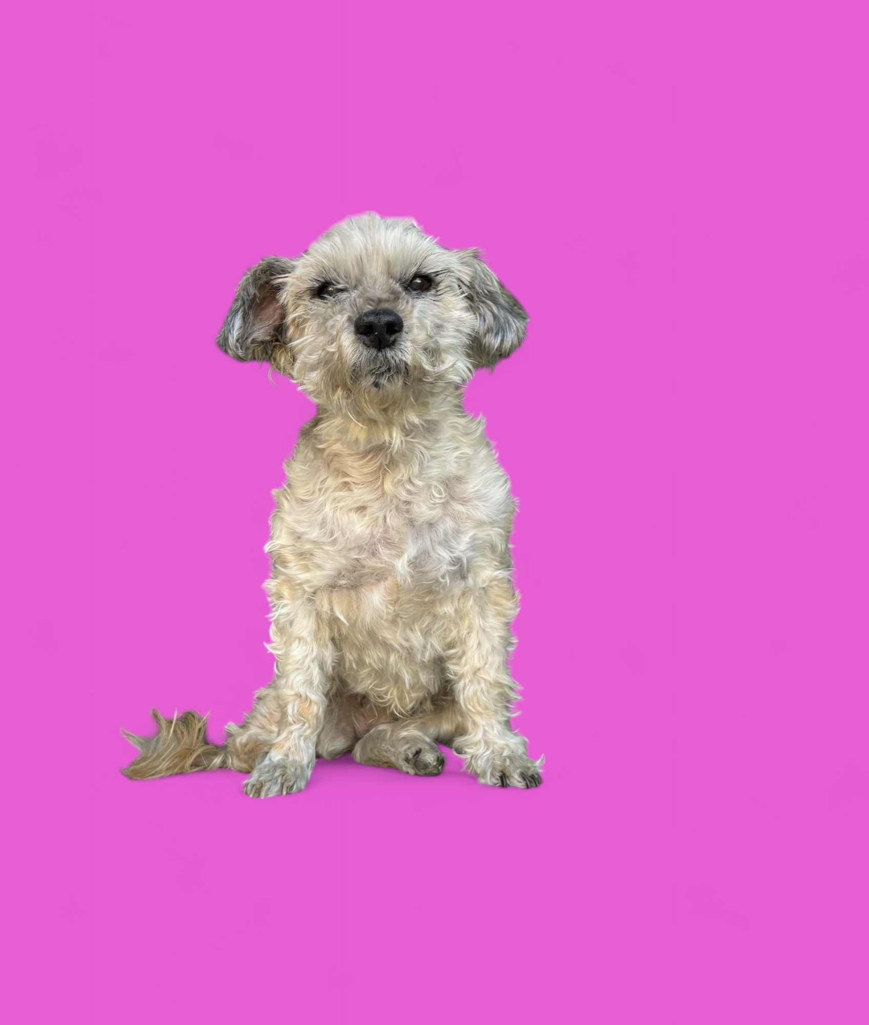 Chi Chi, a Adoptable mixed breed in Rancho Palos Verdes, CA image 5/6