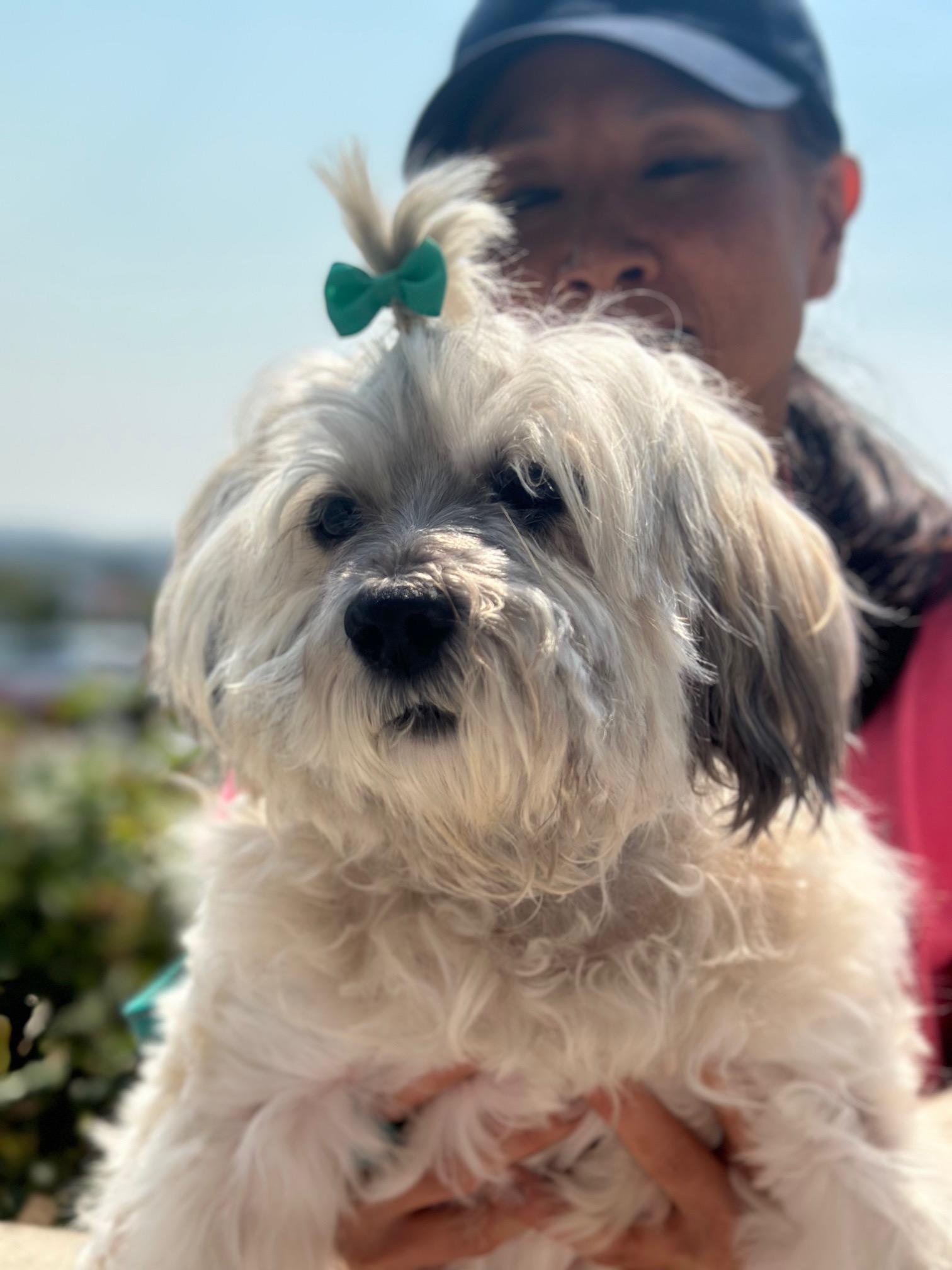 Chi Chi, a Adoptable mixed breed in Rancho Palos Verdes, CA image 6/6