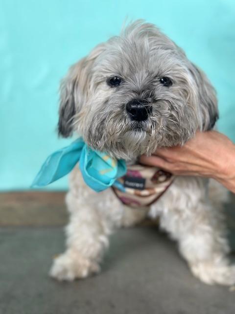 Chi Chi, a Adoptable mixed breed in Rancho Palos Verdes, CA image 1/6