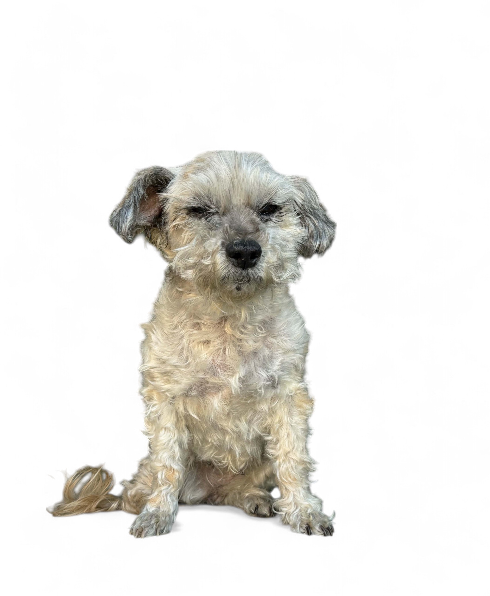 Chi Chi, a Adoptable mixed breed in Rancho Palos Verdes, CA image 3/6