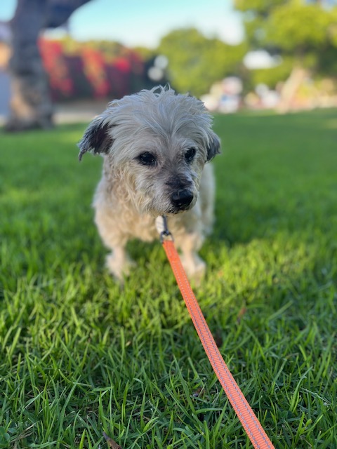 Chi Chi, a Adoptable mixed breed in Rancho Palos Verdes, CA image 4/6