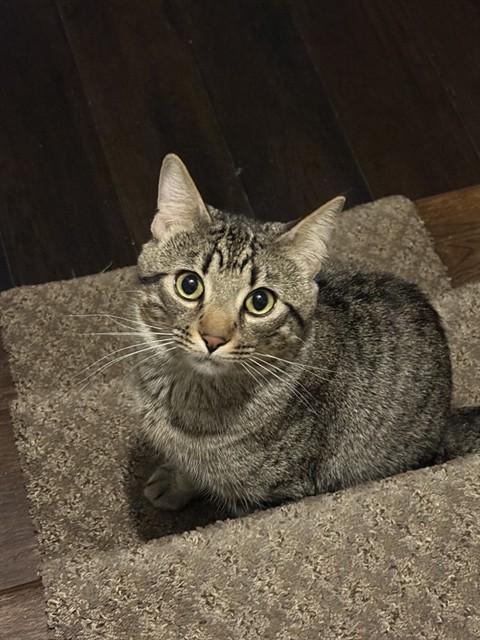 SPADE, Adoptable, Young Male Domestic Short Hair.