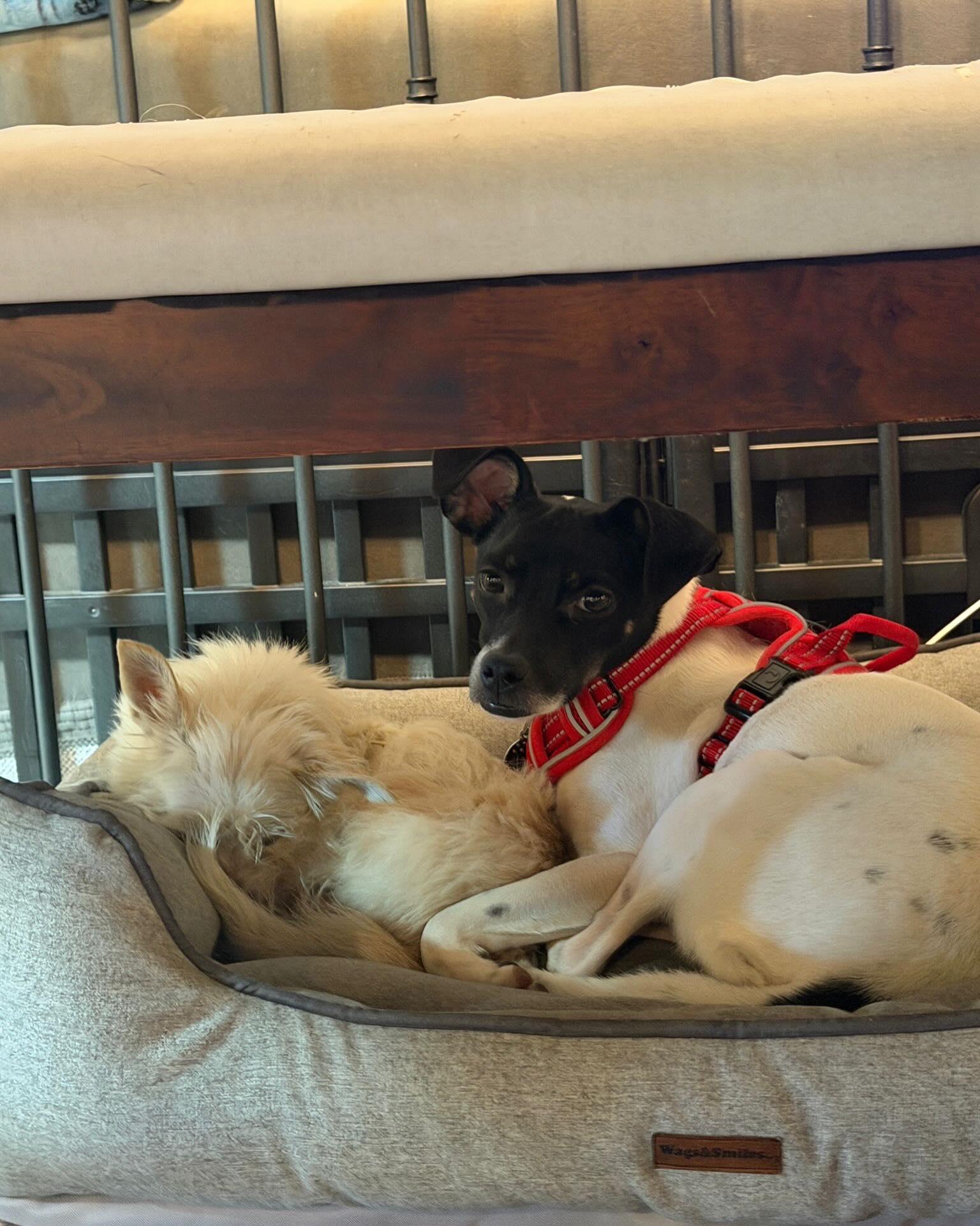 NALA, a ADOPTABLE mixed breed in Coquitlam, BC image 2/6