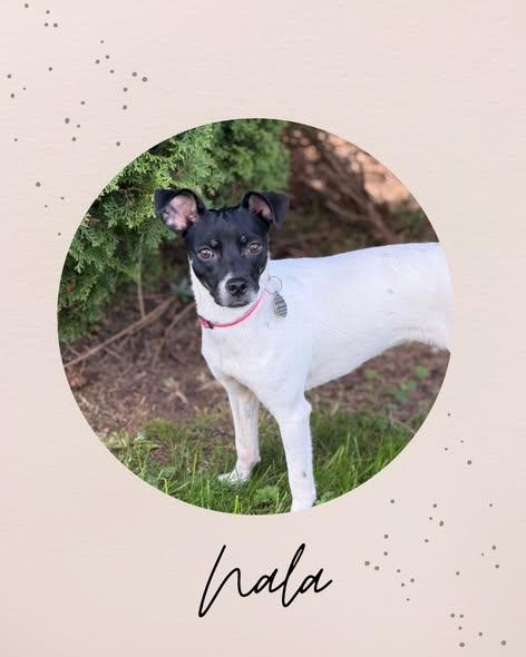 NALA, ADOPTABLE, Puppy Female Chihuahua & Terrier.