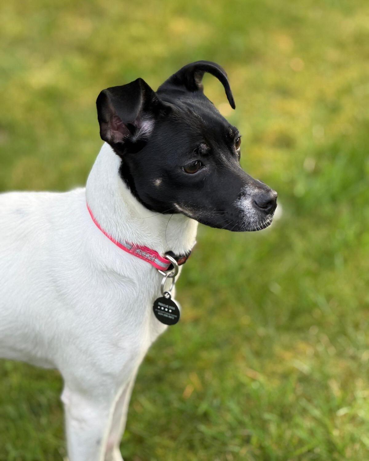 NALA, a ADOPTABLE mixed breed in Coquitlam, BC image 5/6