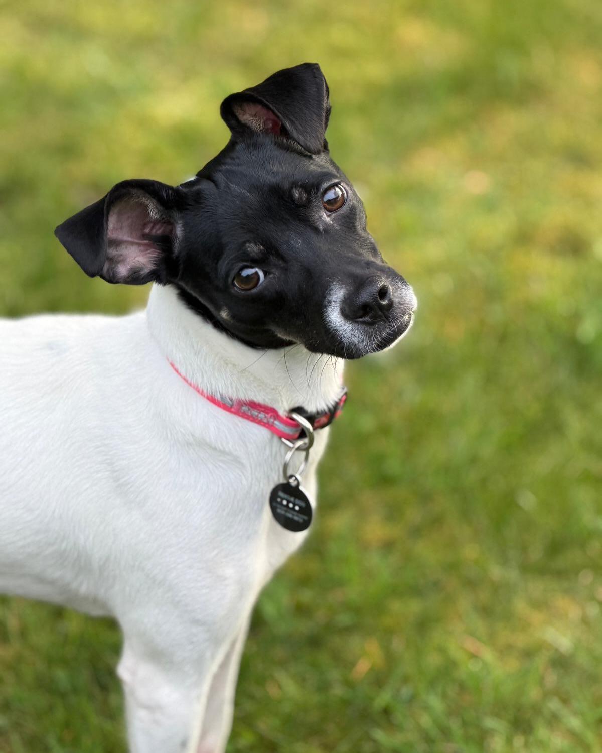 NALA, a ADOPTABLE mixed breed in Coquitlam, BC image 3/6