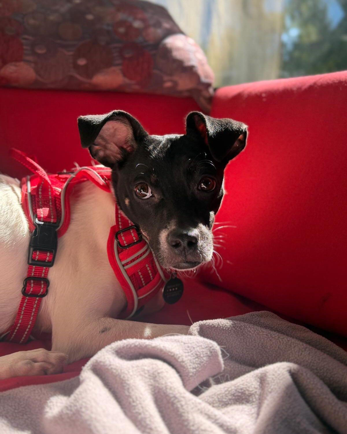 NALA, a ADOPTABLE mixed breed in Coquitlam, BC image 6/6