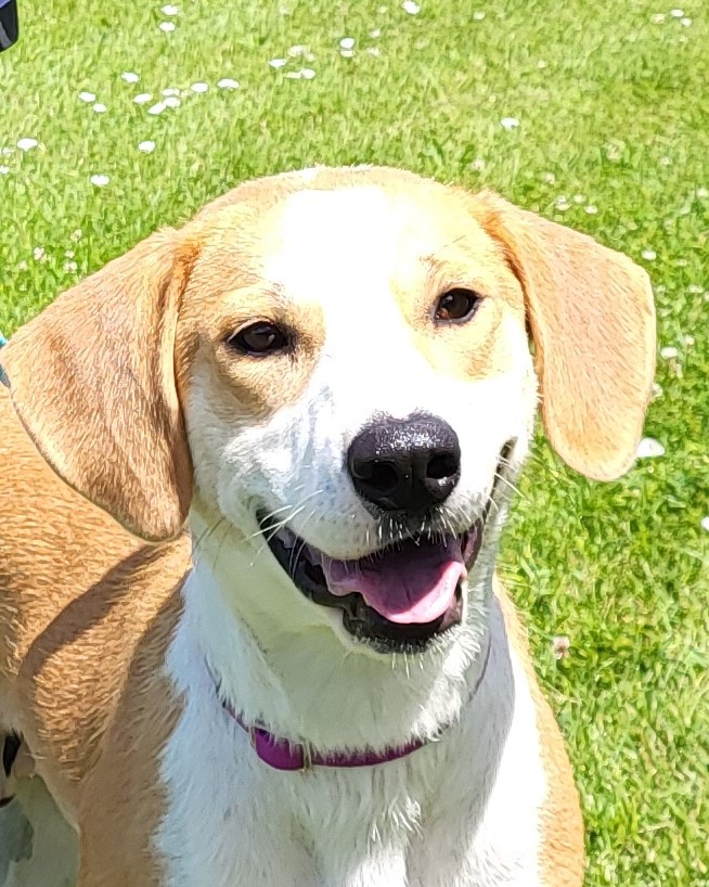 Enlarge Natalia, a Adoptable Mixed Breed in Grayslake, IL image 3/5